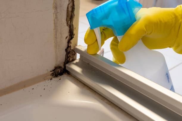 Office Mold Removal Services in Durham, NC