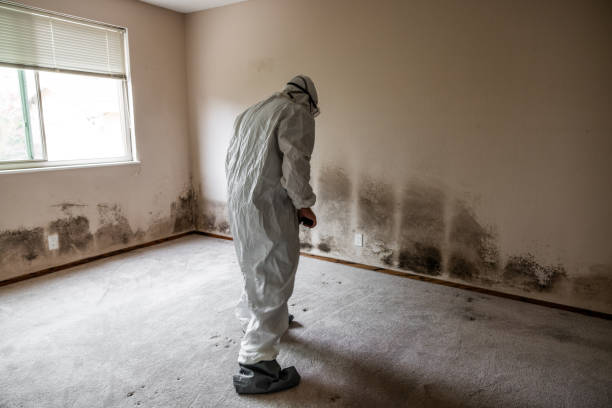 Best Certified Mold Removal  in Durham, NC