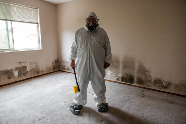 Best Mold Testing and Removal  in Durham, NC
