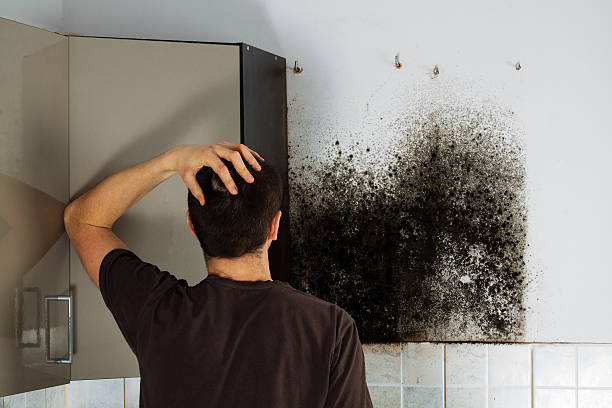 Best Black Mold Removal  in Durham, NC